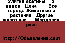 Улитки ахатины  2-х видов › Цена ­ 0 - Все города Животные и растения » Другие животные   . Мордовия респ.